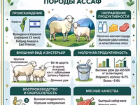 كبش, Assaf sheep — الصورة 4