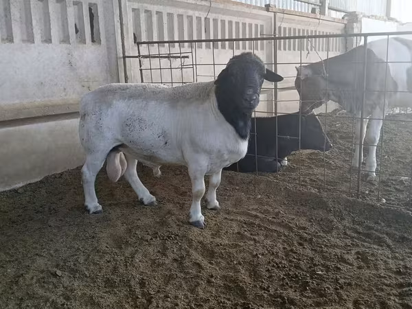 मेढ़ा, Dorper sheep — किर्गिज़स्तान