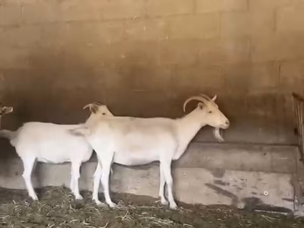 عنزة, Pomellata goat