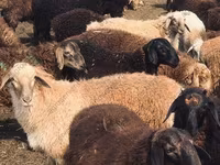 Widder, Katum sheep — Foto 6