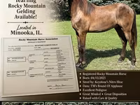 Hengst, Rocky Mountain Horse — Foto 1