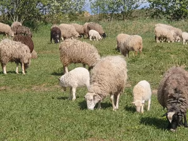 Oveja, Ovejas