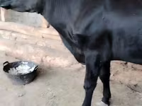 Cow, Cattle — photo 2