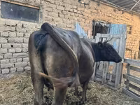 母牛, Swiss cattle — 照片 1