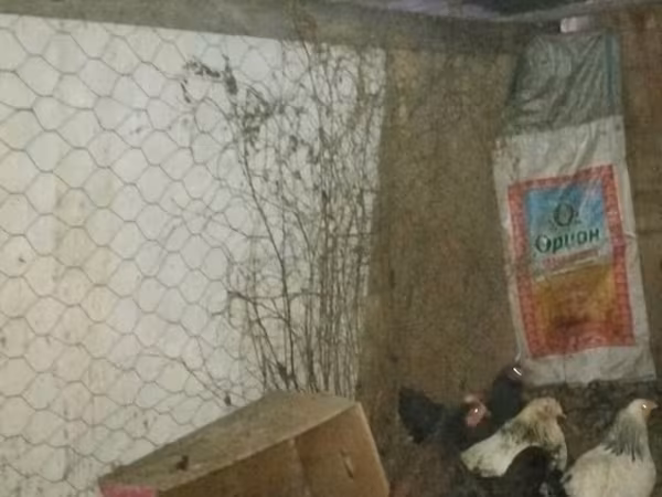 Chickens — Қырғызстан