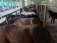 Yegua, Caballos — foto 5