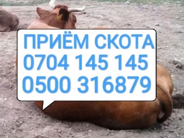 Бұқа, Ірі қара — Қырғызстан