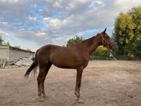 Mare, Canadian horse breed — photo 2