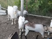 تيس, LaMancha goats — الصورة 2