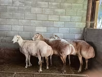Қой, Afghan Arabi sheep — 3-сурет