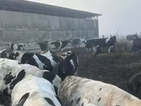 Bull, Holstein breed — photo 1