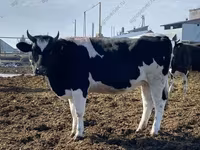 Kuh, Holstein-Rasse — Foto 6