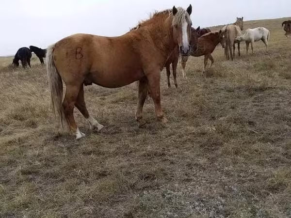 Конь, Лошади