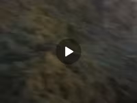 Продаю сенаж чистый сочный,1кг 8сом россыпной доставка есть — 2-сурет