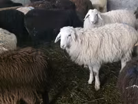 Қой, Tian-Shan semifinewool sheep — 1-сурет
