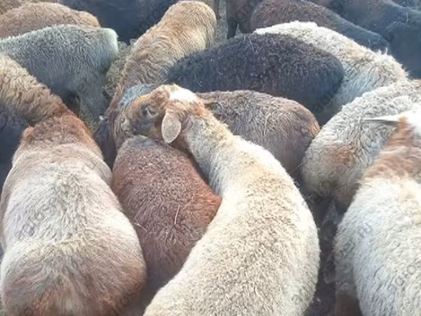 公羊, Edilbay sheep