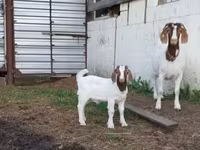 बकरी, Saanen goat — फ़ोटो 5