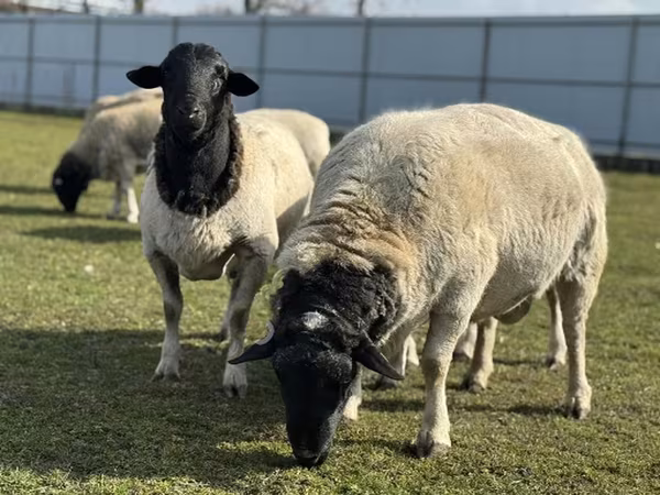 Қой, Dorper sheep