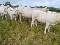 Сиыр, Charolais cattle — 6-сурет