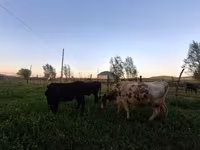 Vaca, Swiss cattle — foto 8