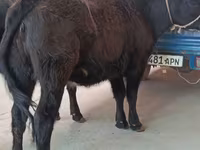 गाय, एबरडीन - एंगस — फ़ोटो 1