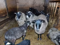Schaf, Romanov sheep — Foto 1