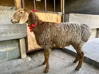 Қой, Arashan sheep — 2-сурет