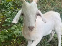 Ziegenbock, Ziegen — Foto 1