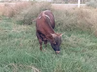 Bull, Cattle — photo 4