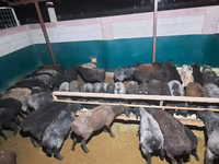 मेढ़ा, भेड़ — फ़ोटो 3