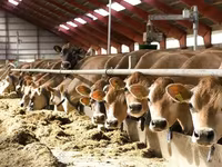 Cow, Holstein breed — photo 8