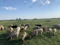 公羊, Dorper sheep — 照片 4