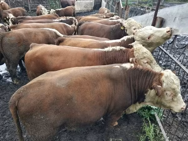 Bulle, Kasachische Weißkopfkuh