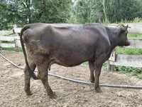 Сиыр, Алатау тұқымы — 3-сурет