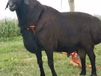 Қошқар, Rhon sheep — 5-сурет