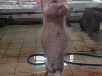Баранина и субпродукты. Забой и разделка на мясокомбинате — photo 3