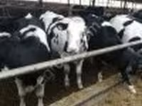Cow, Swiss cattle — photo 2