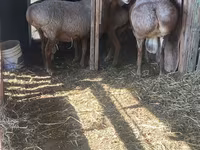 Қошқар, Arashan sheep — 3-сурет