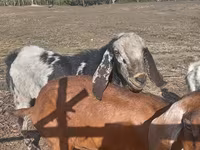 Ziegenbock, Nubian Goat — Foto 1