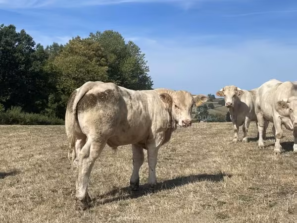 Бұқа, Charolais cattle