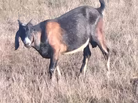 Теке, Nubian Goat — 3-сурет