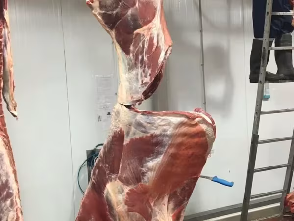 Кишки говяжьи замороженные