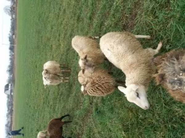 भेड़, Romanov sheep — रूस