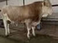 Bulle, Simmental cattle — Foto 5