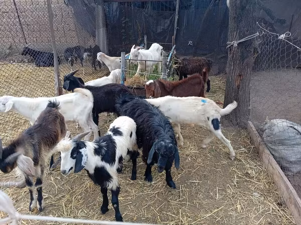 تيس, Pomellata goat