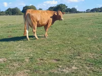 Cow, Limousin cow — photo 2