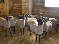 Carnero, Romanov sheep — foto 2
