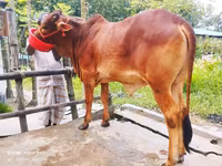 Vaca, Ganado vacuno — foto 4