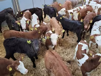 Bull, Cattle — photo 1