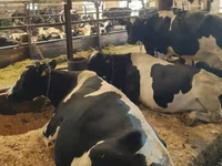 Сиыр, Swiss cattle — 3-сурет